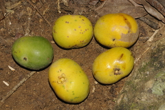 Drypetes confertiflora